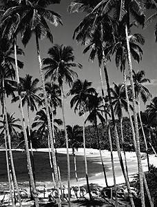 Asia Images Group - Towering coconut palms and white sandy beach