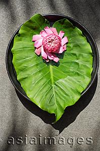 Asia Images Group - Flower sitting on petals and leaf