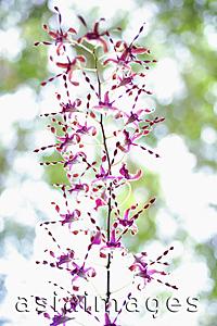 Asia Images Group - Wild Orchid flowers