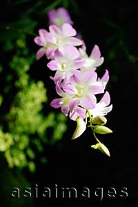 Asia Images Group - Stalk of pink Orchid flowers