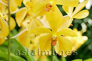 Asia Images Group - Close up of yellow Orchid flowers