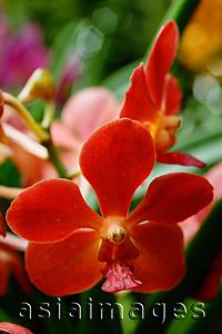 Asia Images Group - Close up of red Orchid flowers