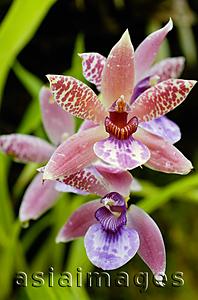 Asia Images Group - Close up of spotted orchid flower