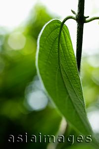 Asia Images Group - Tropical plant leaf on a stem