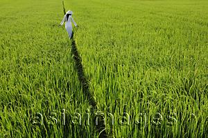 Asia Images Group - Rear view of woman wearing Vietnamese traditional outfit walking through a rice paddy