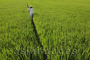 Asia Images Group - Woman wearing traditional Vietnamese outfit walking through a rice paddy