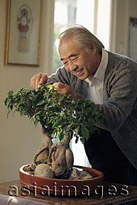 Asia Images Group - Older man pruning his bonsai tree
