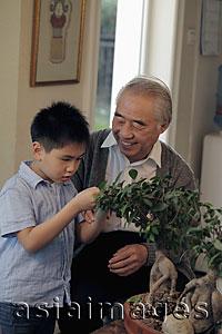 Asia Images Group - Grandfather showing his grandson how to care for a bonsai tree