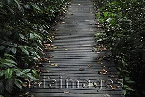Asia Images Group - Wooden path through trees