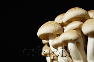 AsiaPix - Dried mushrooms, still life
