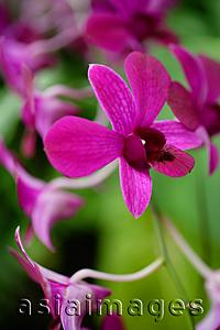 Asia Images Group - Close up of purple flowers, orchids